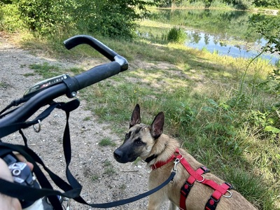 Renzo, Malinois - Mix - Rüde