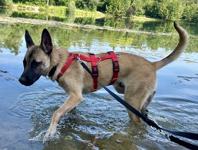 Renzo, Malinois - Mix - Rüde