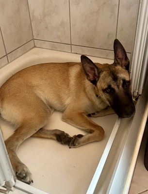 Renzo, Malinois - Mix - Rüde