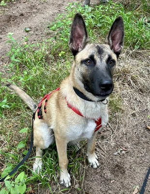 Renzo, Malinois - Mix - Rüde