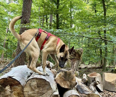 Renzo, Malinois - Mix - Rüde