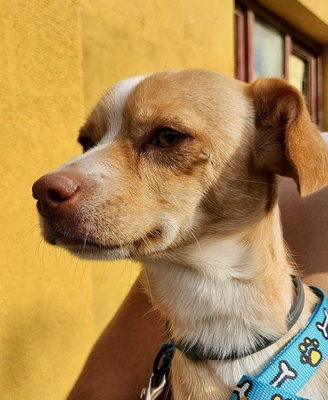 Reti, Mix - Hündin