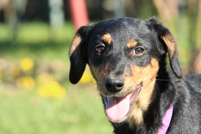 Revina, Mischling Welpen - Hündin