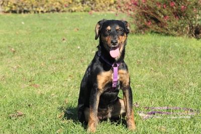 Revina, Mischling Welpen - Hündin