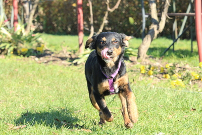 Revina, Mischling Welpen - Hündin