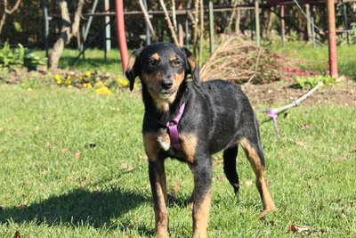 Revina, Mischling Welpen - Hündin