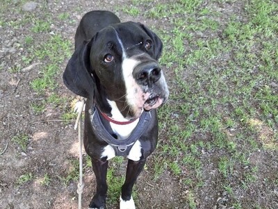 Rex Deutsche Dogge sucht ihr Zuhause, Deutsche Dogge - Rüde