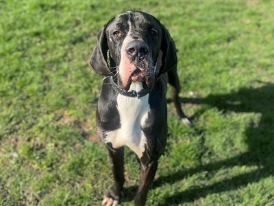 Rex Deutsche Dogge wartet im Tierheim auf sein Zuhause, Deutsche Dogge - Rüde