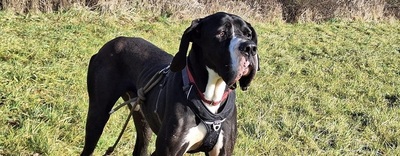 Rex Deutsche Dogge wartet im Tierheim auf sein Zuhause, Deutsche Dogge - Rüde
