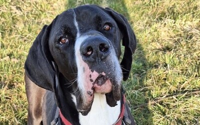 Rex Deutsche Dogge wartet im Tierheim auf sein Zuhause, Deutsche Dogge - Rüde