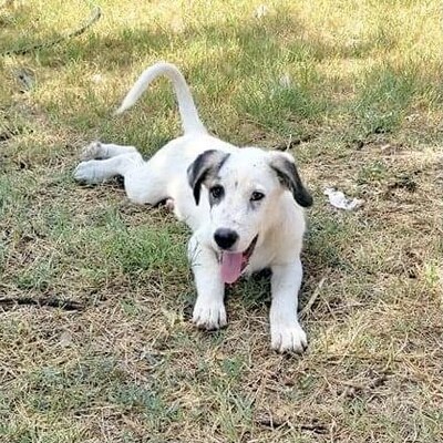 Rex, Griechischer Hirtenhund-Mischling - Rüde