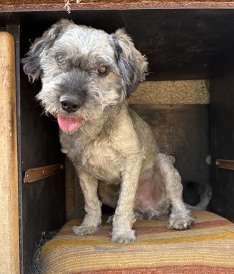 Rex, Mix - Rüde