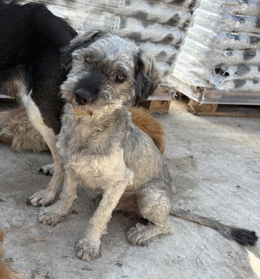 Rex - NOTFALL, Mix - Rüde