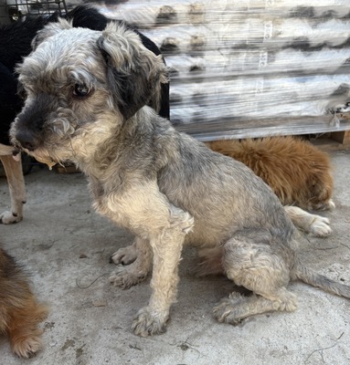 Rex - NOTFALL, Mix - Rüde