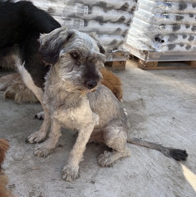 Rex - NOTFALL, Mix - Rüde