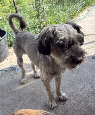 Rex - NOTFALL, Mix - Rüde