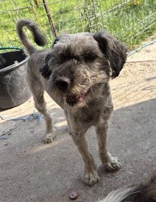 Rex - NOTFALL, Mix - Rüde