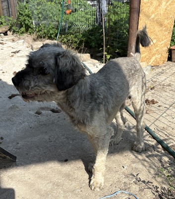 Rex - NOTFALL, Mix - Rüde