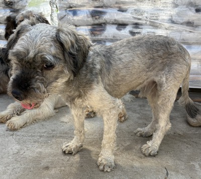 Rex - NOTFALL, Mix - Rüde