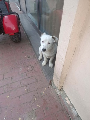 Rex wartet auf sein erstes richtiges Zuhause, Mischling - Rüde