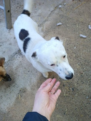 Rex wartet auf sein erstes richtiges Zuhause, Mischling - Rüde