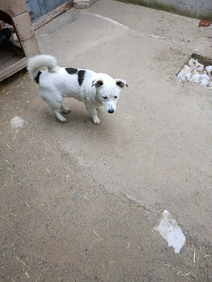 Rex wartet auf sein erstes richtiges Zuhause, Mischling - Rüde