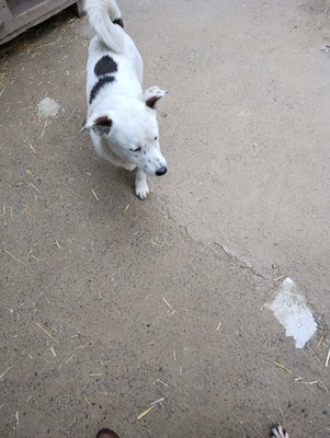 Rex wartet auf sein erstes richtiges Zuhause, Mischling - Rüde