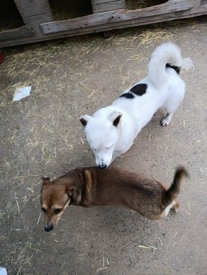 Rex wartet auf sein erstes richtiges Zuhause, Mischling - Rüde