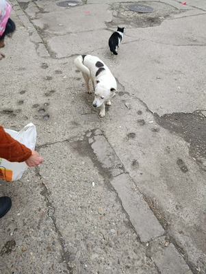 Rex wartet auf sein erstes richtiges Zuhause, Mischling - Rüde