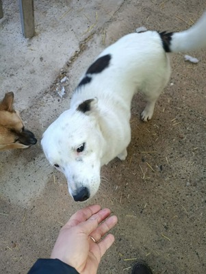 Rex wartet auf sein erstes richtiges Zuhause, Mischling - Rüde