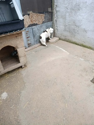 Rex wartet auf sein erstes richtiges Zuhause, Mischling - Rüde