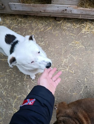 Rex wartet auf sein erstes richtiges Zuhause, Mischling - Rüde