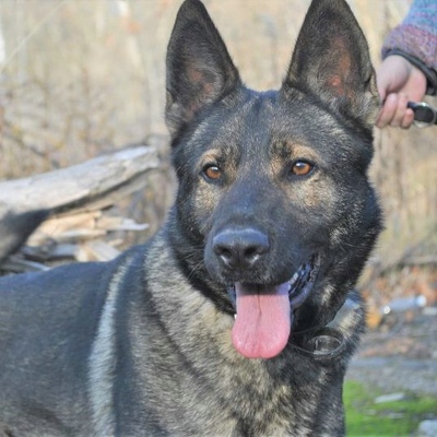 💥Rex wünscht sich so sehr eigene Menschen, mit denen er seine Tage verbringen, viel erleben und die Welt entdecken kann💖, Deutscher Schäferhund - Rüde