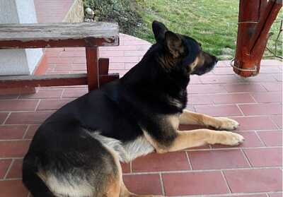 Rexi - Wundervoller Familienhund, ca. 8 Jahre, Mischling - Rüde
