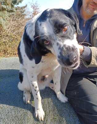 Rez, Mischling - Rüde