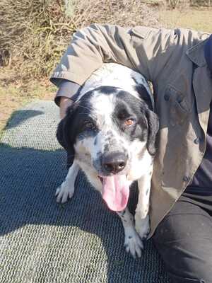 Rez, Mischling - Rüde