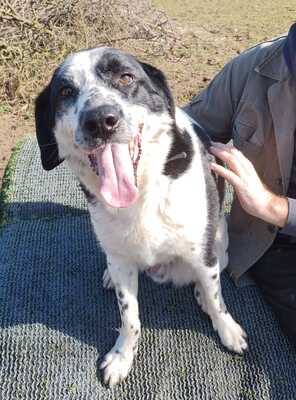 Rez, Mischling - Rüde