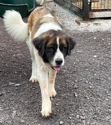 Rhaenyra - freundlich, Bernhardinder Moskauer Wachhund - Hündin