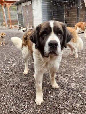 Rhaenyra - freundlich, Bernhardinder Moskauer Wachhund - Hündin