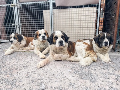 Rhaenyra - freundlich, Bernhardinder Moskauer Wachhund - Hündin