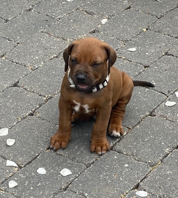 Rhodesian-Ridgeback Welpen - Hündin