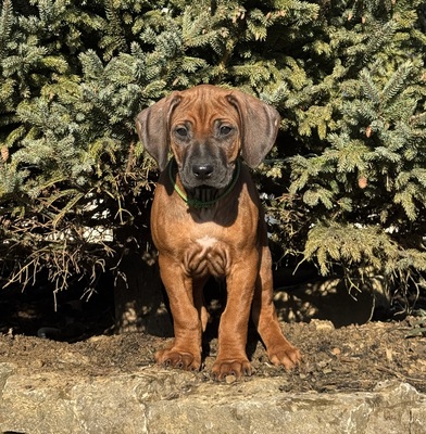 Rhodesian Ridgeback Welpen - Hündin