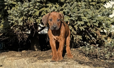 Rhodesian Ridgeback Welpen - Hündin