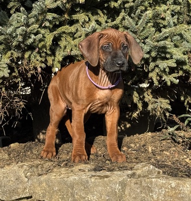 Rhodesian Ridgeback Welpen - Hündin