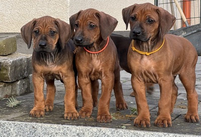 Rhodesian Ridgeback Welpen - Hündin