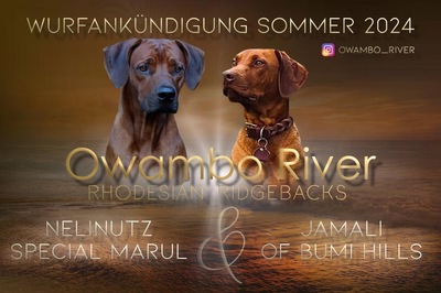 Rhodesian Ridgeback of Owambo River, Rhodesian Ridgeback Welpen - Rüde