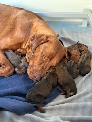 Rhodesian Ridgeback of Owambo River, Rhodesian Ridgeback Welpen - Rüde