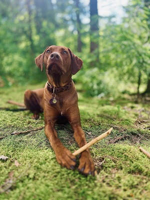 Rhodesian Ridgeback of Owambo River, Rhodesian Ridgeback Welpen - Rüde