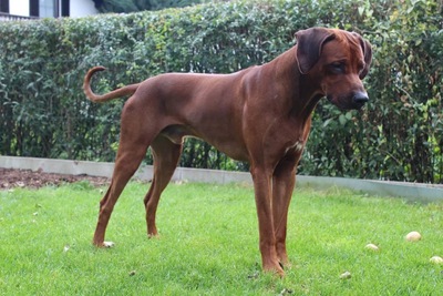 Rhodesian Ridgeback of Owambo River, Rhodesian Ridgeback Welpen - Rüde