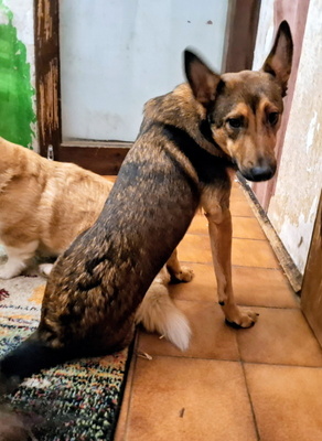 Rhonda - NOTFALL Österreich, Mischling - Hündin